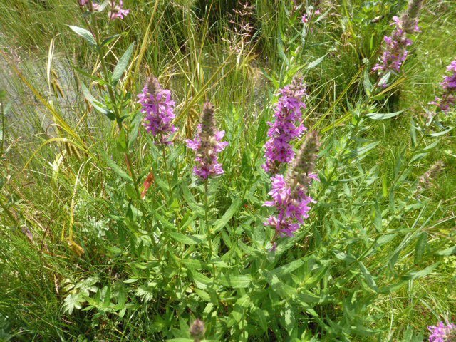 Biotope