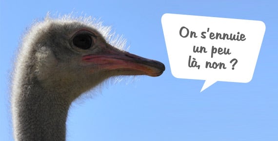 Dissertation sur les animaux du zoo (11H)