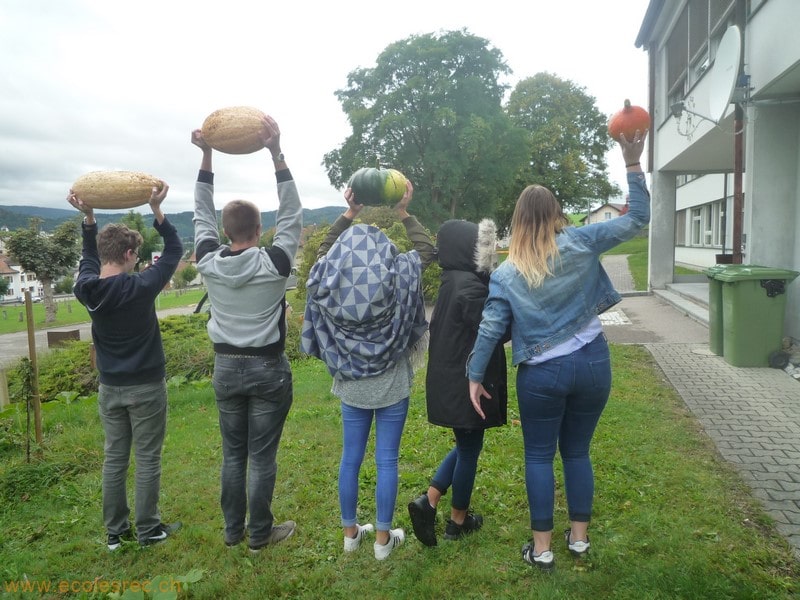 Des courges en abondance
