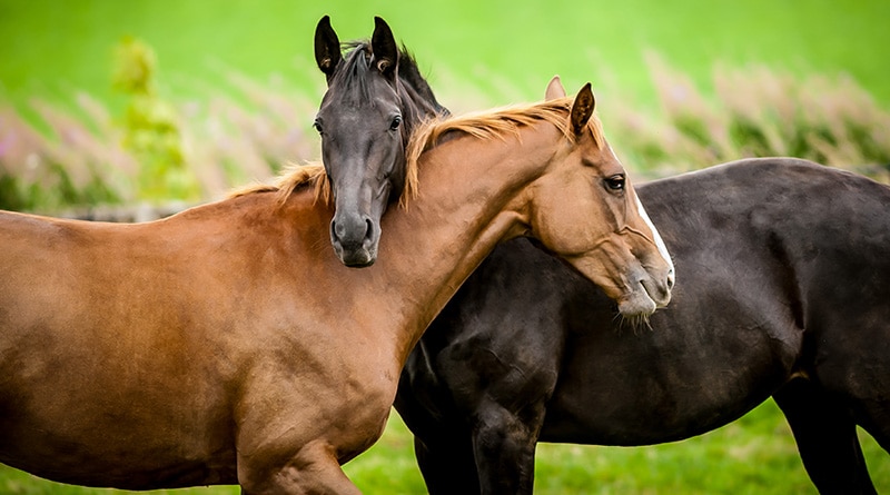 L’équitation, un sport ?