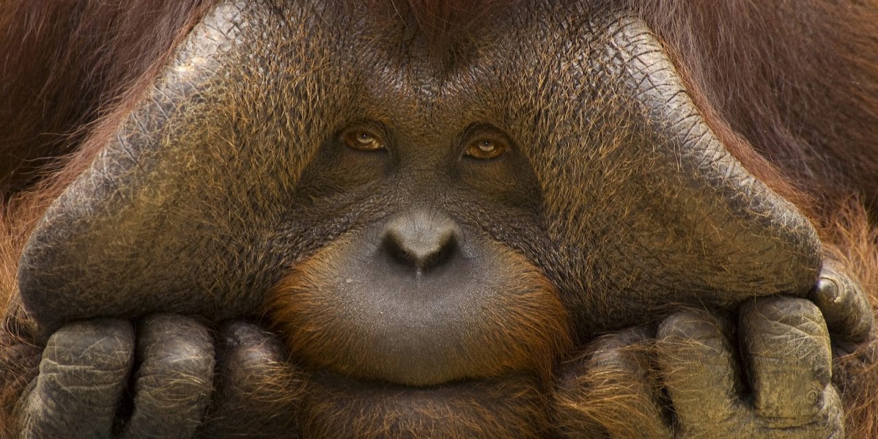 L’orang-outan