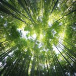 Les 5H en forêt